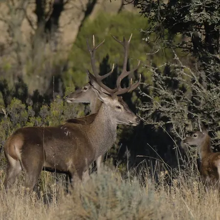 La Almazara Del Cristo