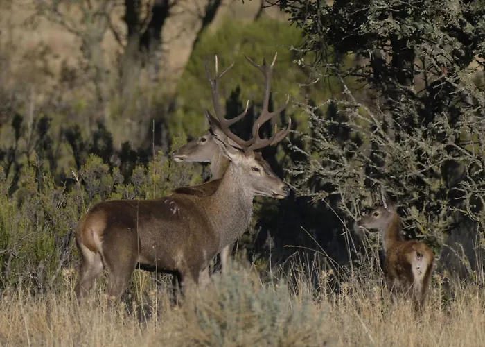 La Almazara Del Cristo